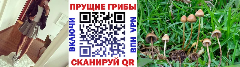 mega ONION  наркотики  Змеиногорск  Псилоцибиновые грибы Cubensis 